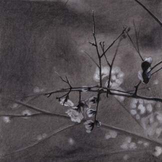 A Charcoal painting of a blooming almond tree
